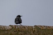 DPPhotography - Andalucia - Spotless starling - C