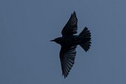 DPPhotography - Andalucia - Spotless starling - H