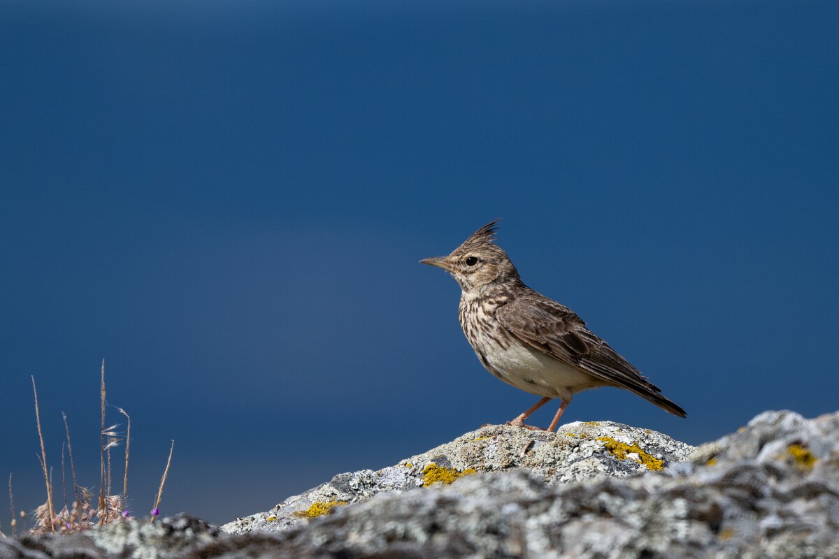 DPPhotography - Extremadura - Thekla lark - B.jpg - Thekla lark - Hinojal, Extremadura