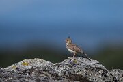 DPPhotography - Extremadura - Thekla lark - A