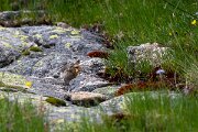 DPPhotography - Extremadura - Water pipit - A