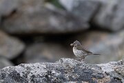 DPPhotography - Extremadura - Water pipit - B