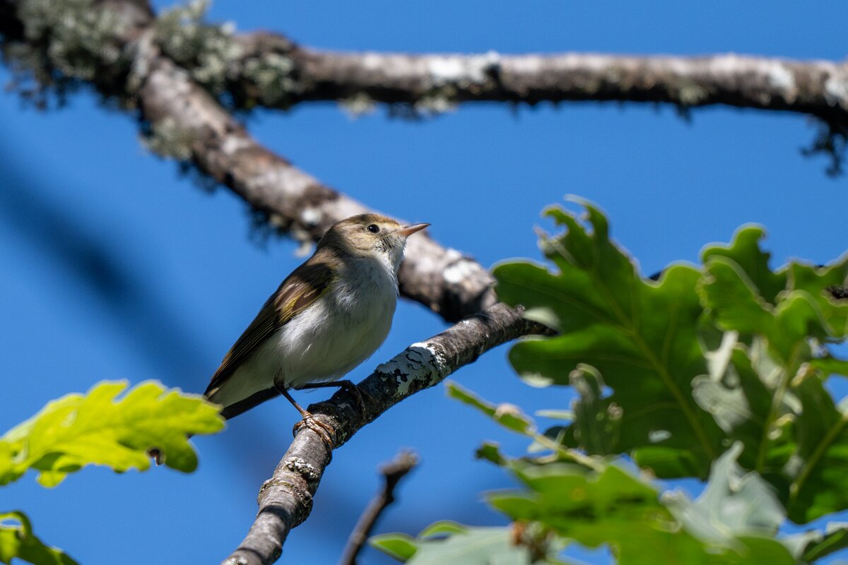 DPPhotography - Extremadura - Western Bonelli's warbler - C.jpg - Western Bonelli's warbler - Castañar Gallego de Hervas, Extremadura