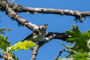 DPPhotography - Extremadura - Western Bonelli's warbler - B