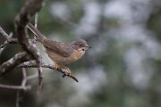 DPPhotography - Extremadura - Western subalpine warbler - B