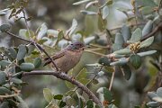 DPPhotography - Extremadura - Western subalpine warbler - F