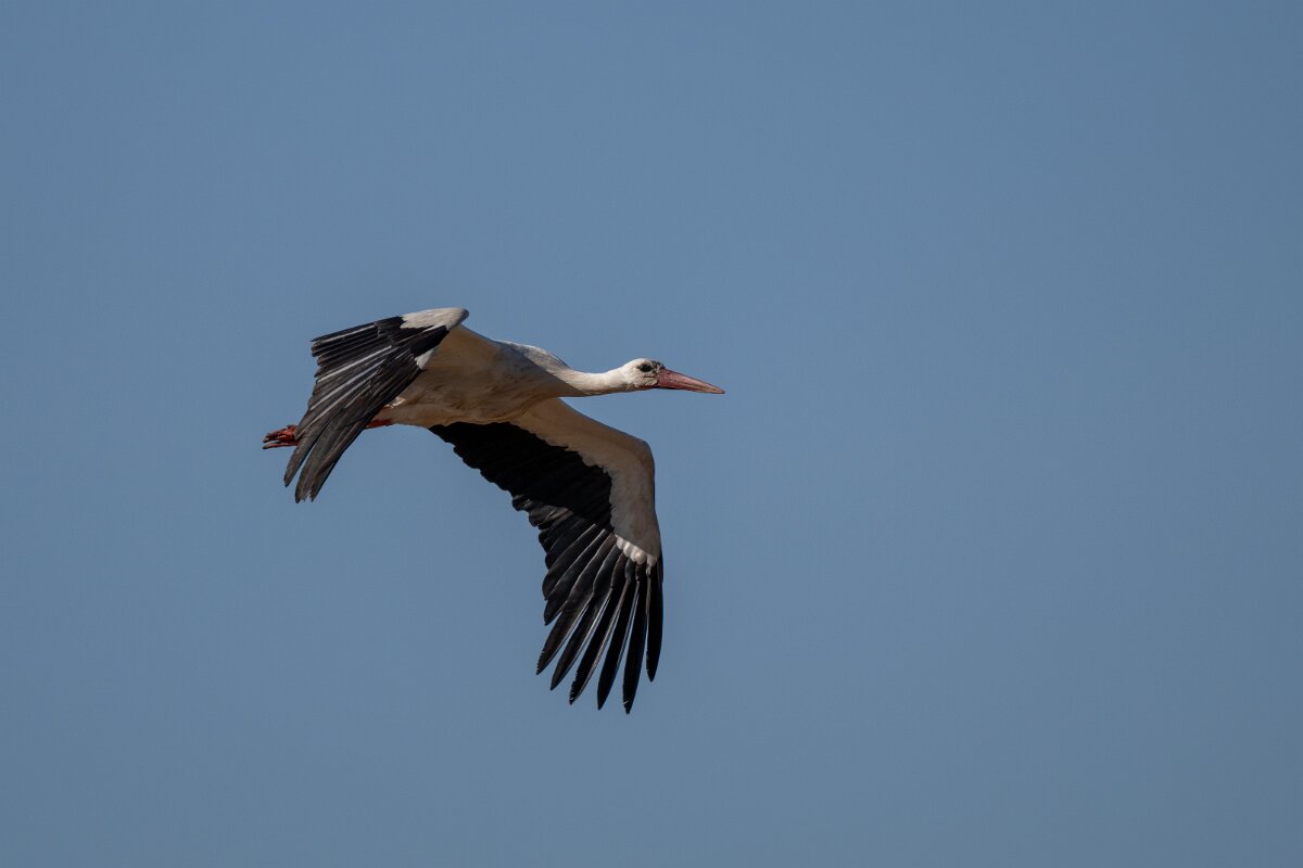DPPhotography - Extremadura - White stork - D.jpg - White stork - Trujillo Plains, Extremadura