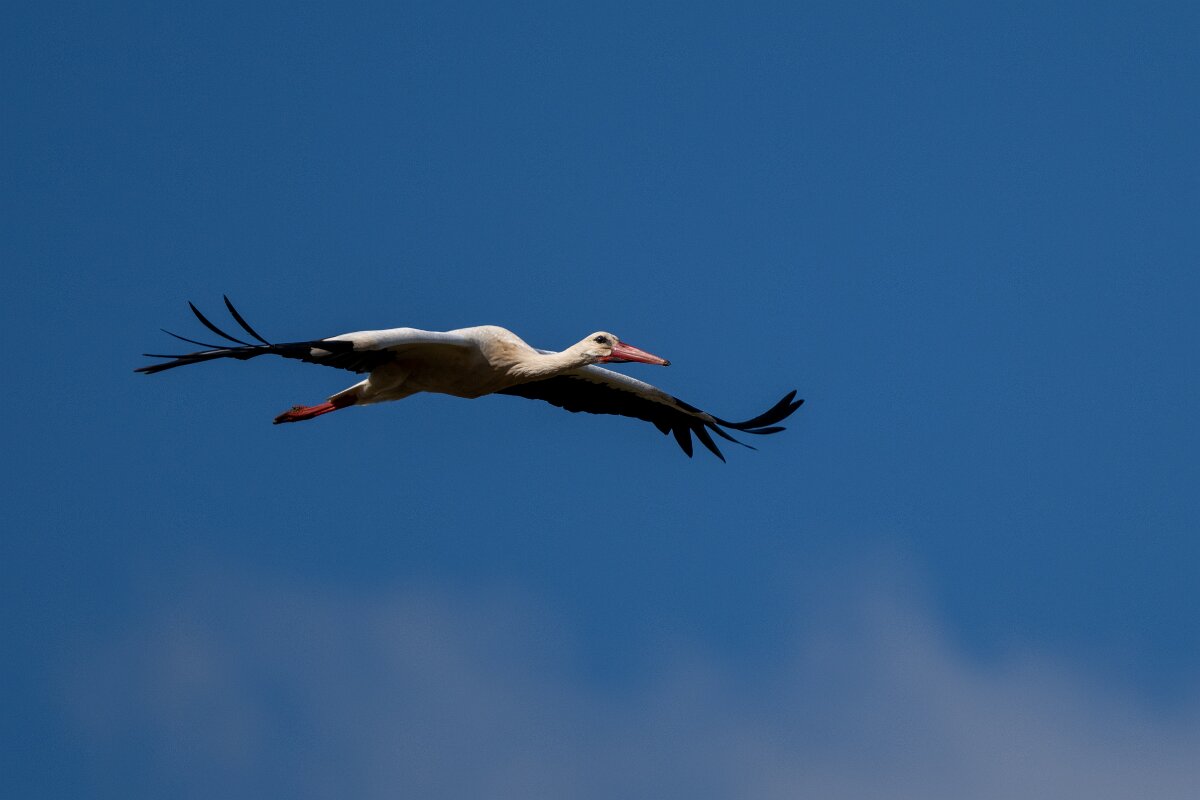 DPPhotography - Extremadura - White stork - F.jpg - White stork - Trujillo Plains, Extremadura