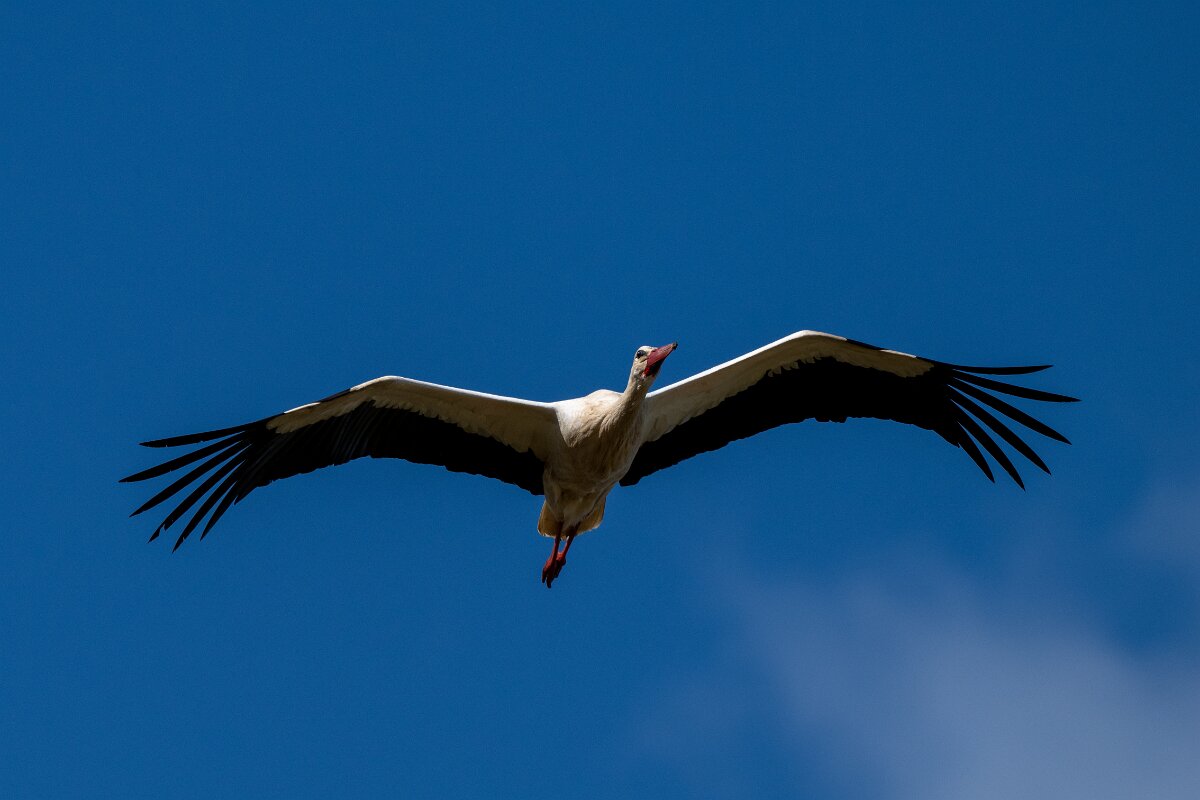 DPPhotography - Extremadura - White stork - G.jpg - White stork - Trujillo Plains, Extremadura