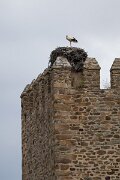 DPPhotography - Extremadura - White stork - B