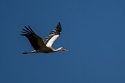 DPPhotography - Extremadura - White stork - E