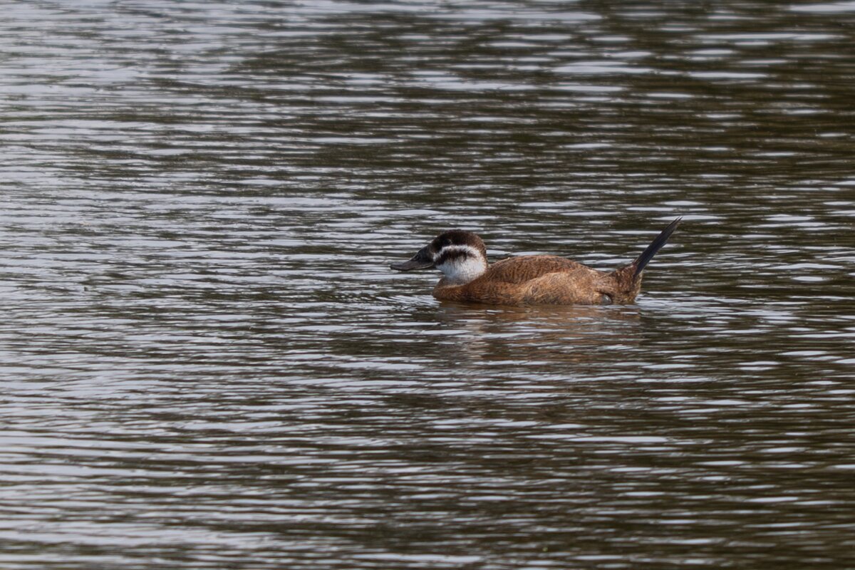 DPPhotography - Andalucia - White-headed duck - A.jpg - White-headed duck - Doñana National Park