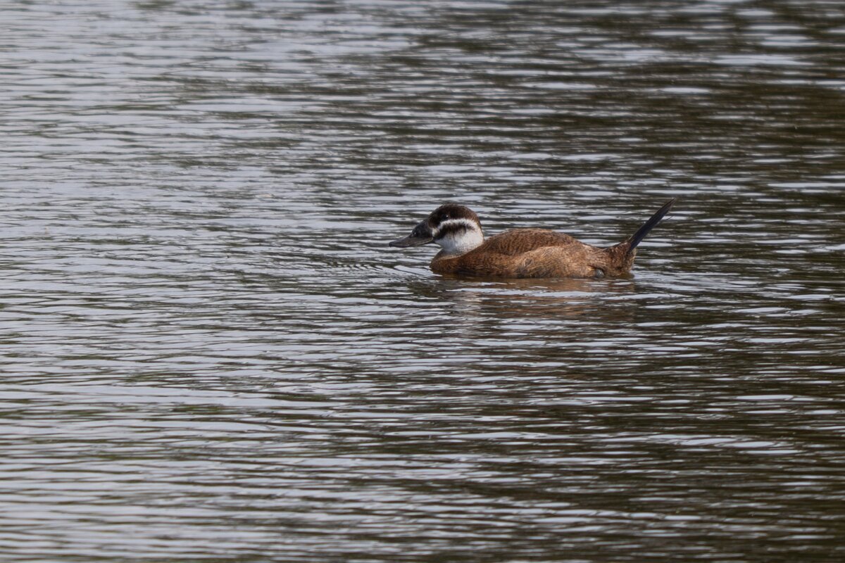 DPPhotography - Andalucia - White-headed duck - B.jpg - White-headed duck - Doñana National Park