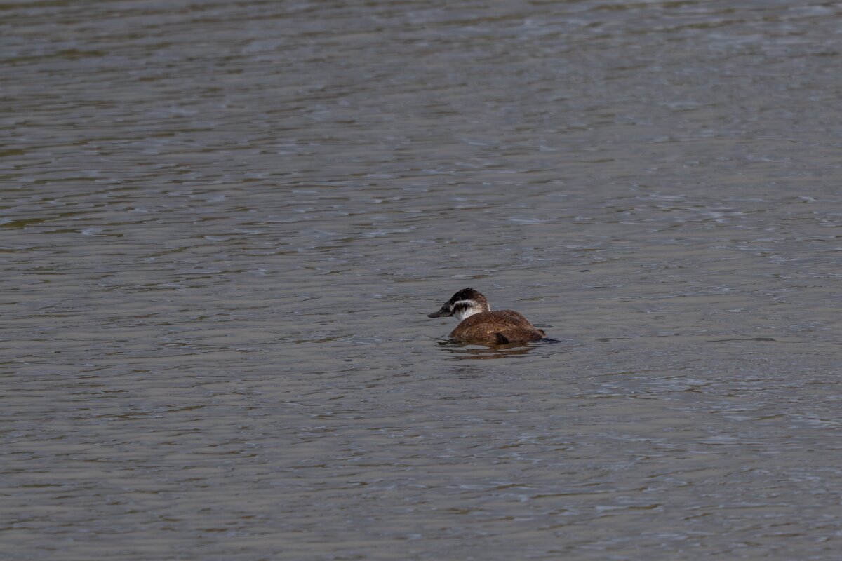 DPPhotography - Andalucia - White-headed duck - C.jpg - White-headed duck - Doñana National Park
