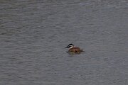 DPPhotography - Andalucia - White-headed duck - C