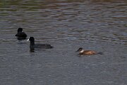 DPPhotography - Andalucia - White-headed duck - D