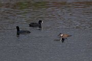 DPPhotography - Andalucia - White-headed duck - E