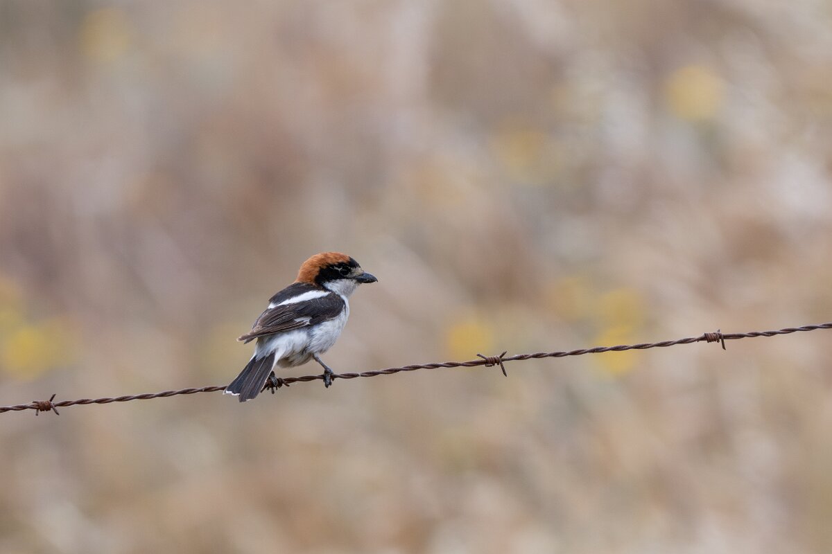 DPPhotography - Extremadura - Woodchat shrike - A.jpg - Woodchat shrike - Puentes de Don Francisco, Embalse de José María de Oriol