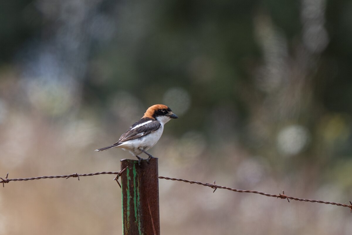 DPPhotography - Extremadura - Woodchat shrike - C.jpg - Woodchat shrike - Puentes de Don Francisco, Embalse de José María de Oriol