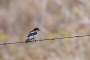 DPPhotography - Extremadura - Woodchat shrike - A