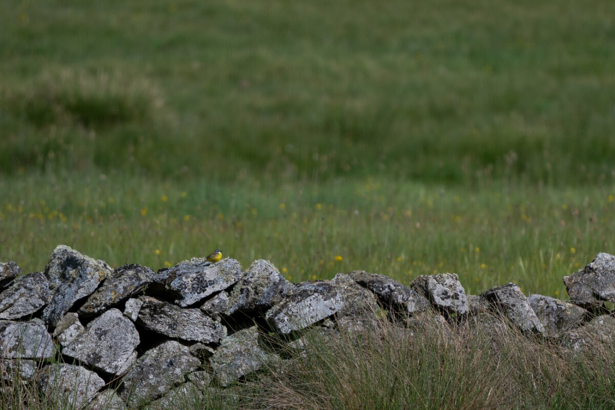 DPPhotography - Extremadura - Yellow wagtail - A.jpg - Yellow wagtail - Parador de Gredos, Castilla y León