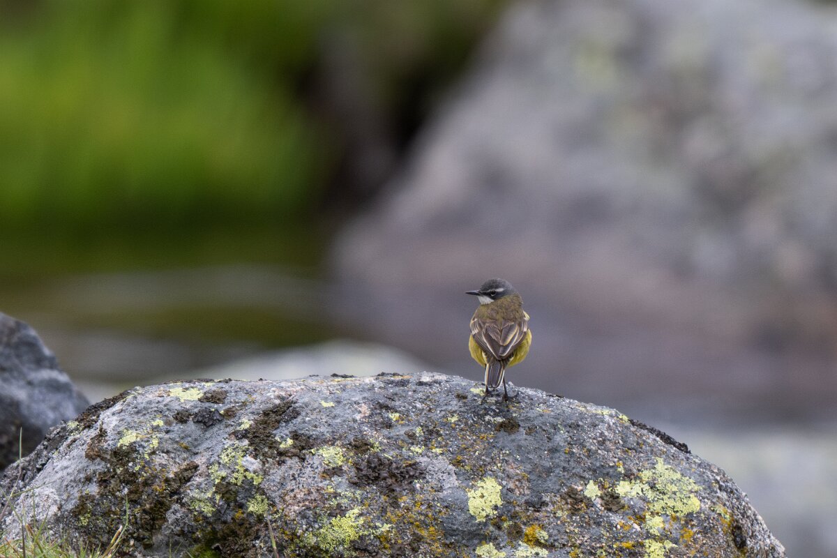 DPPhotography - Extremadura - Yellow wagtail - B.jpg - Yellow wagtail - Plataforma de Gredos, Castilla y León