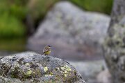 DPPhotography - Extremadura - Yellow wagtail - C