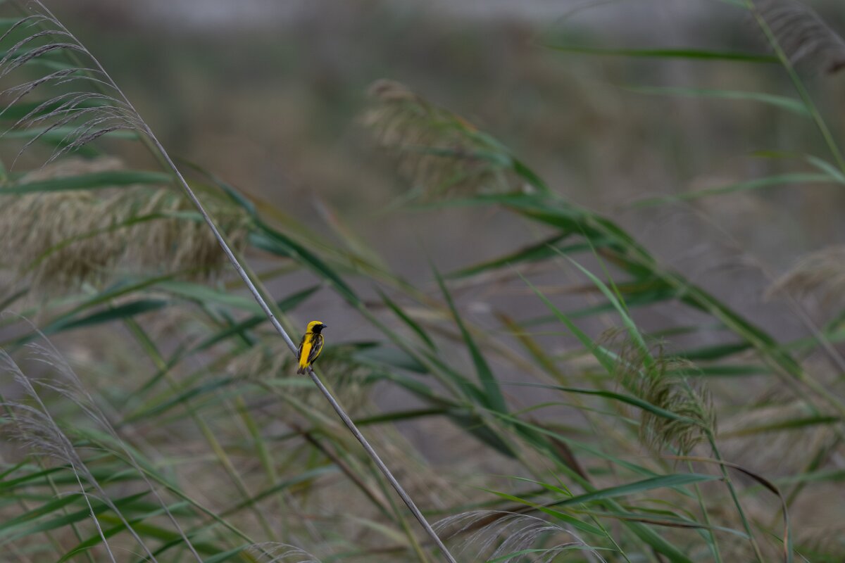 DPPhotography - Andalucia - Yellow-crowned bishop - B.jpg - Yellow-crowned bishop, male - Doñana National Park