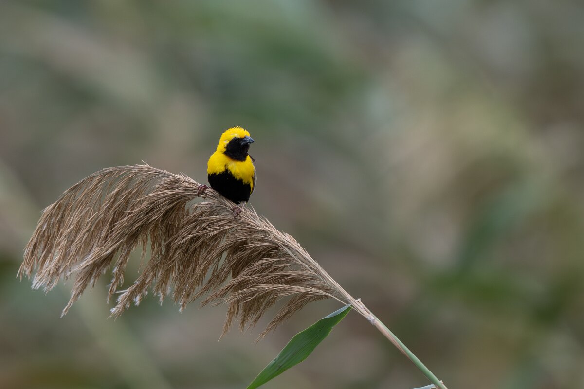 DPPhotography - Andalucia - Yellow-crowned bishop - C.jpg - Yellow-crowned bishop, male - Doñana National Park