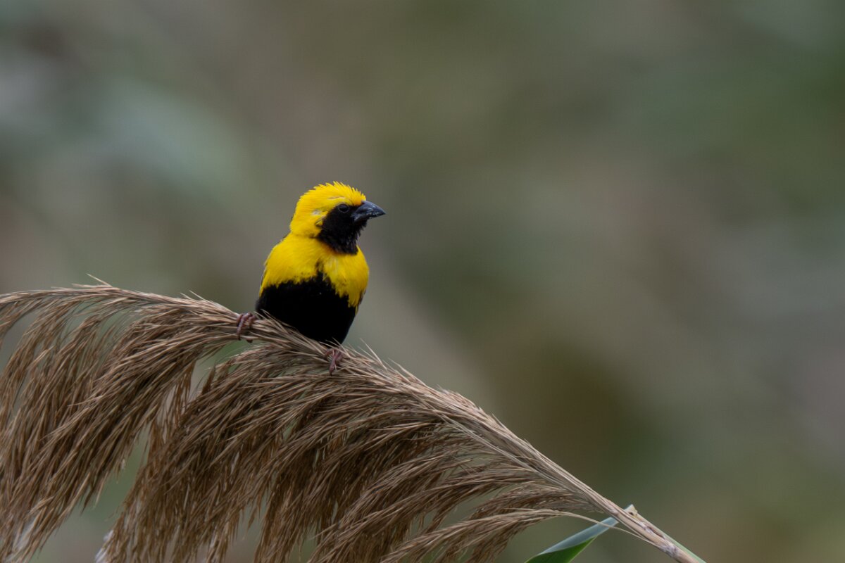 DPPhotography - Andalucia - Yellow-crowned bishop - E.jpg - Yellow-crowned bishop, male - Doñana National Park
