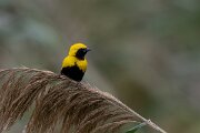 DPPhotography - Andalucia - Yellow-crowned bishop - E