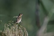 DPPhotography - Andalucia - Yellow-crowned bishop - F