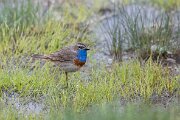 Bluethroat
