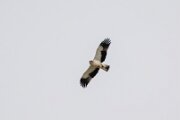 Booted eagle