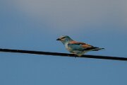 European roller