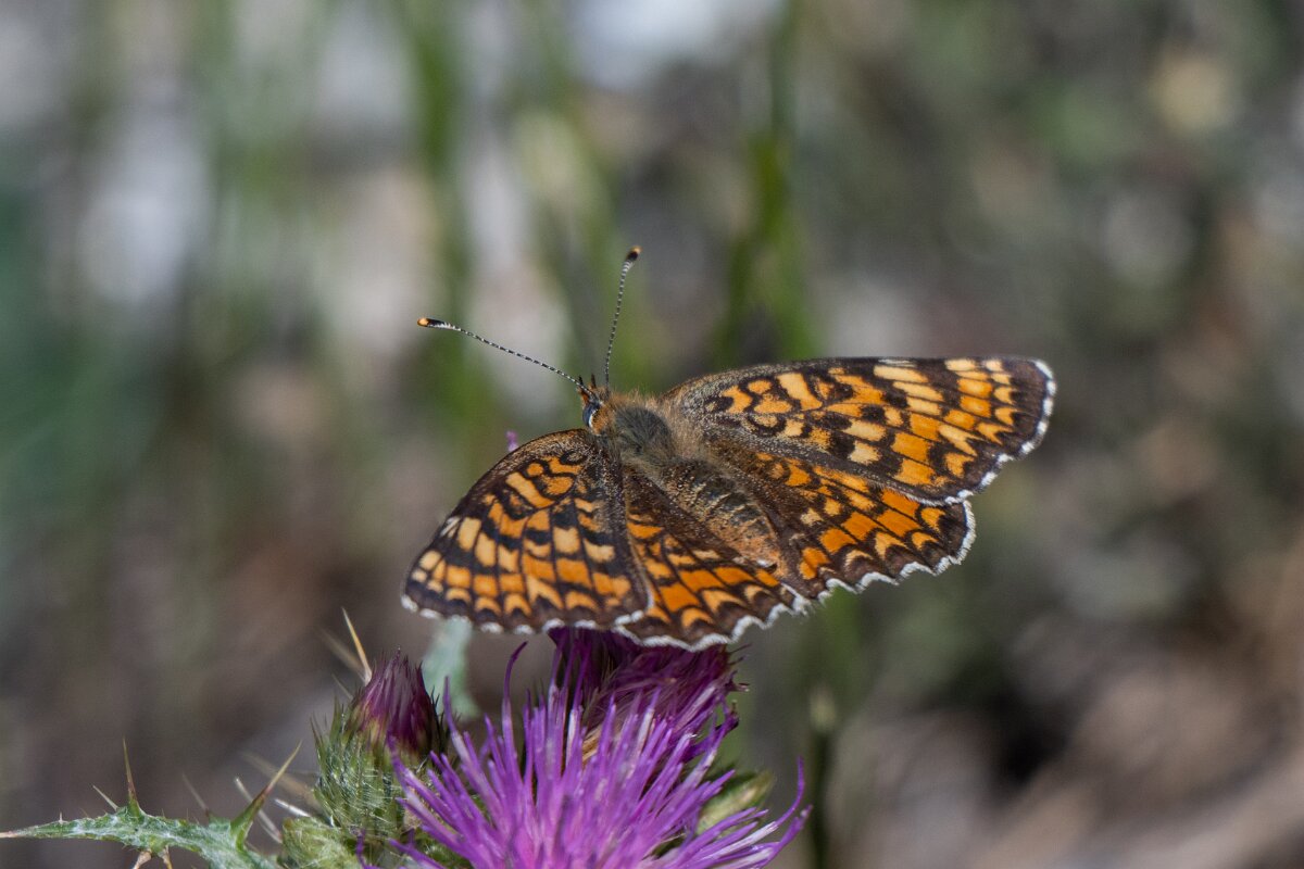 DPPhotography - Extremadura - Knapweed fritillary - A.jpg - Knapweed fritillary, Melitaea phoebe - Rio Tormes, Castilla y León