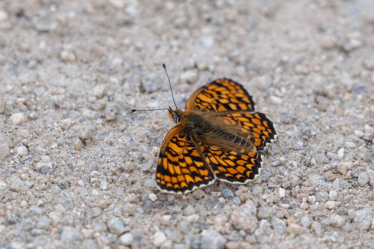 DPPhotography - Extremadura - Knapweed fritillary - B.jpg - Knapweed fritillary, Melitaea phoebe - Rio Tormes, Castilla y León