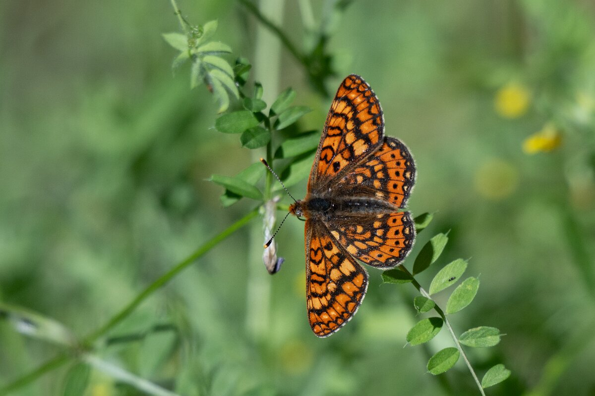 DPPhotography - Extremadura - Marsh fritillary - B.jpg - Marsh fritillary, Euphydryas aurinia - Castañar Gallego de Hervas, Extremadura