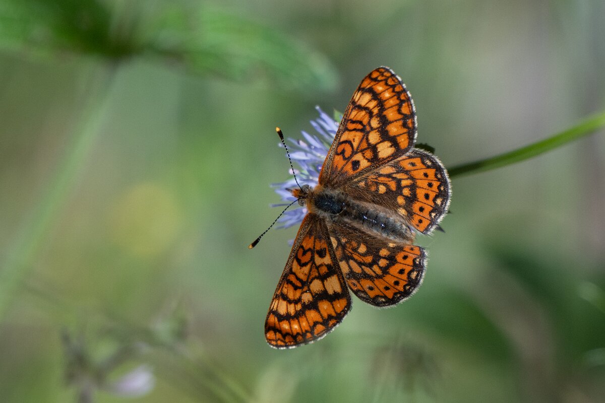 DPPhotography - Extremadura - Marsh fritillary - C.jpg - Marsh fritillary, Euphydryas aurinia - Castañar Gallego de Hervas, Extremadura