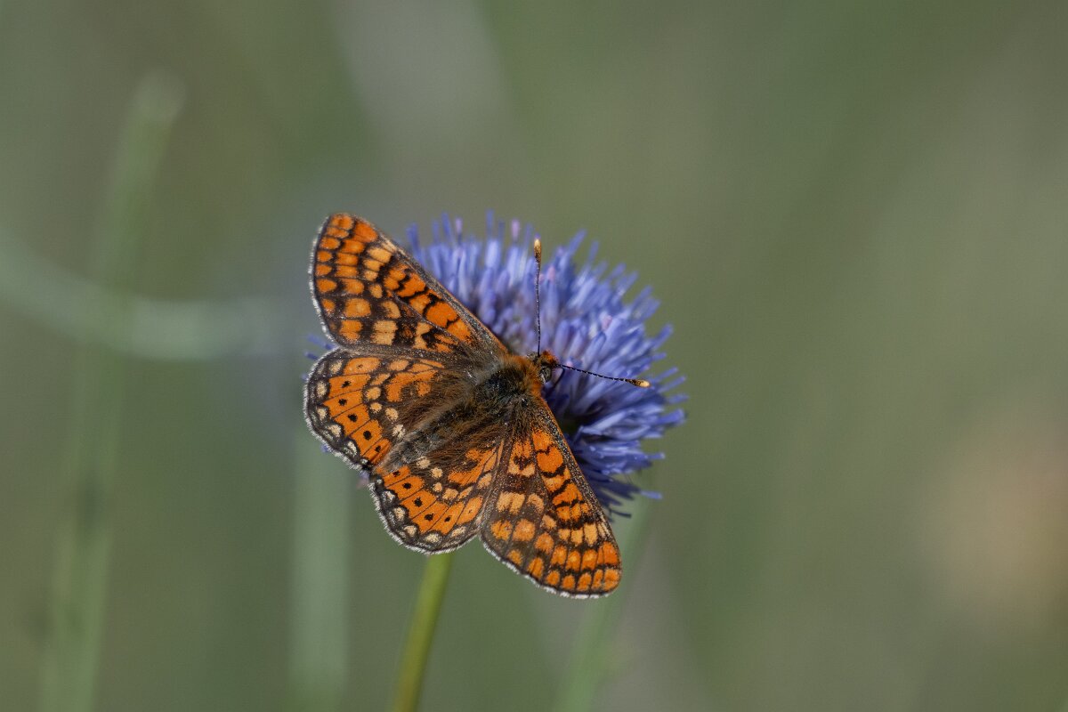 DPPhotography - Extremadura - Marsh fritillary - F.jpg - Marsh fritillary, Euphydryas aurinia - Castañar Gallego de Hervas, Extremadura