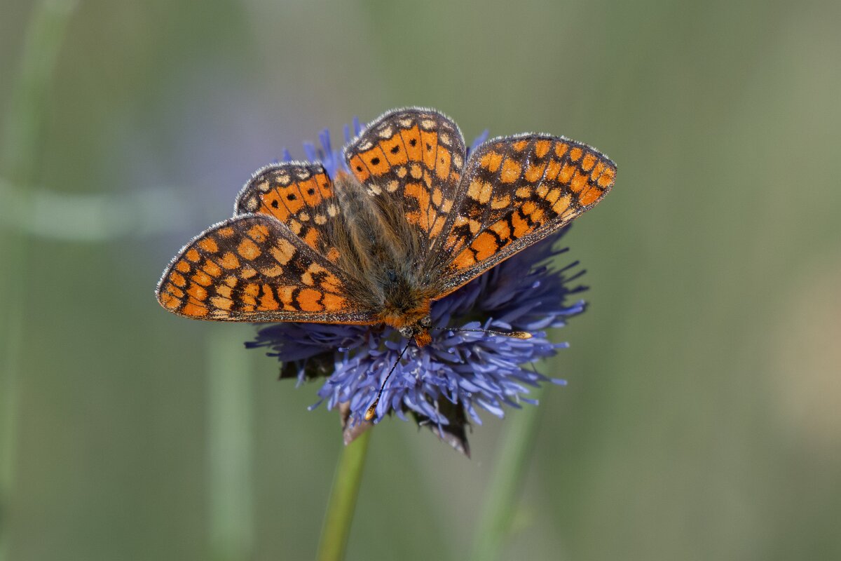 DPPhotography - Extremadura - Marsh fritillary - H.jpg - Marsh fritillary, Euphydryas aurinia - Castañar Gallego de Hervas, Extremadura