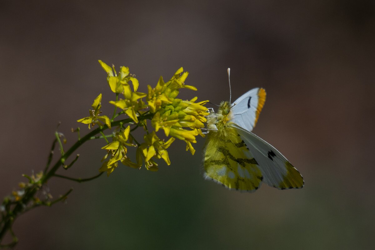 DPPhotography - Extremadura - Provence orange tip - D.jpg - Provence orange tip, Anthocharis euphenoides - Rio Tormes, Castilla y León