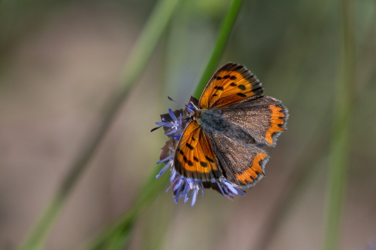 DPPhotography - Extremadura - Small copper - B.jpg - Small copper, Lycaena phlaeas - Castañar Gallego de Hervas, Extremadura