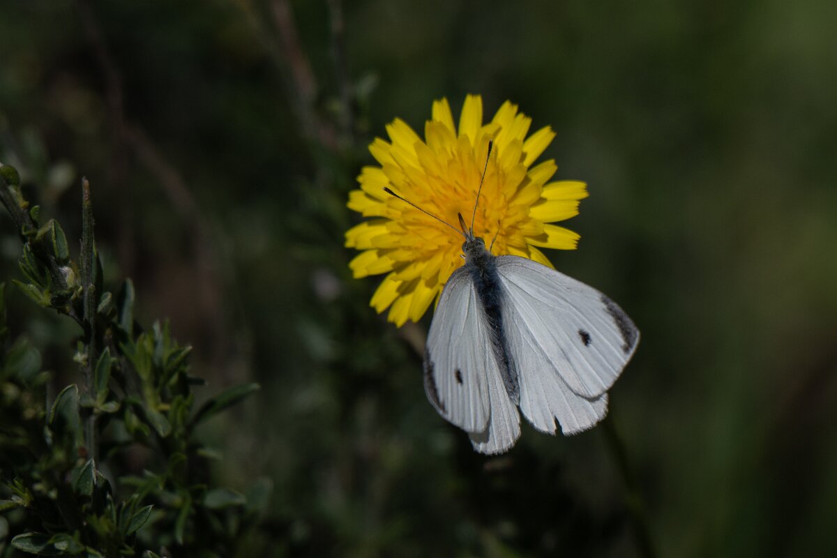 DPPhotography - Extremadura - Small white - B.jpg - Small white, Pieris rapae - Rio Tormes, Castilla y León