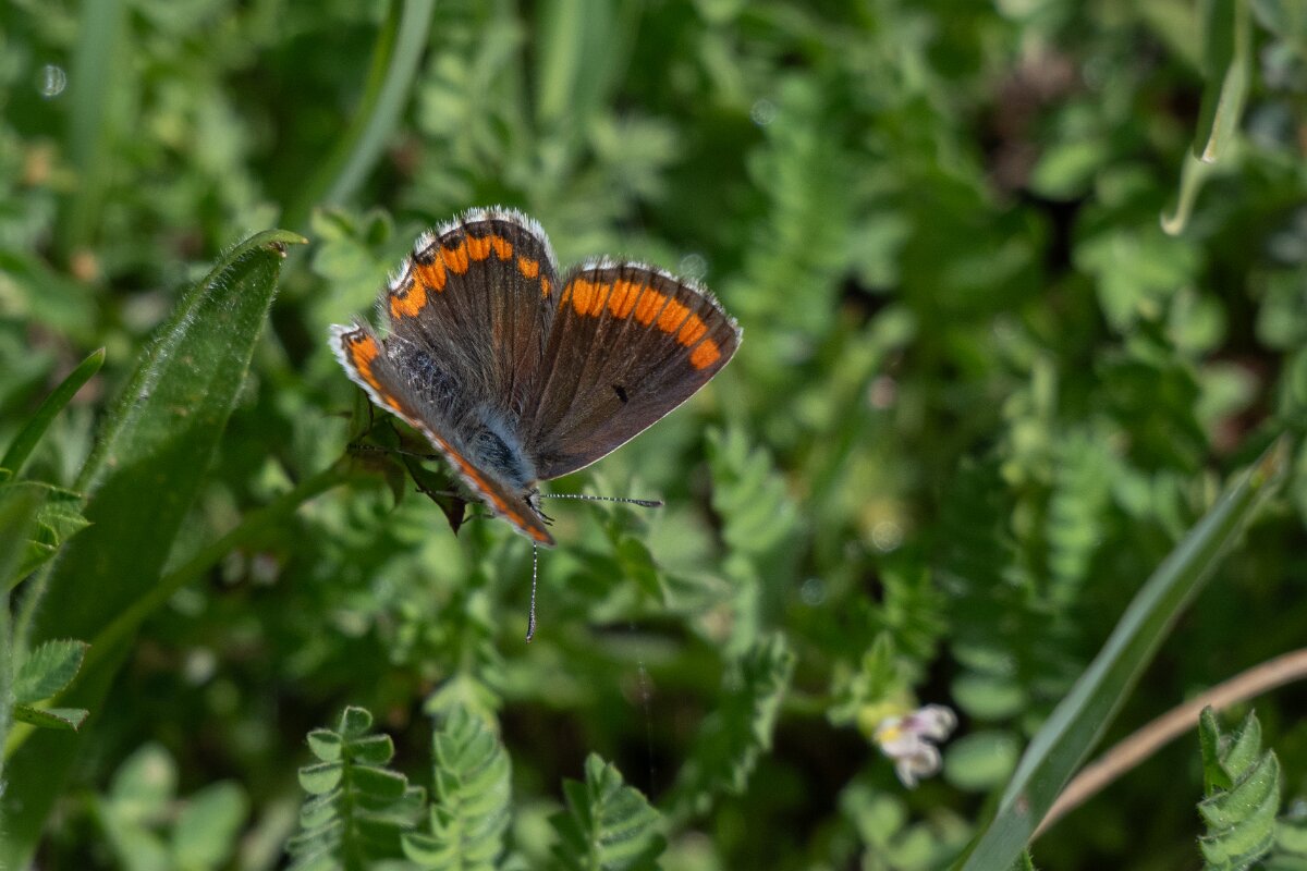 DPPhotography - Extremadura - Southern brown argus - A.jpg - Southern brown argus, Aricia cramera - Rio Tormes, Castilla y León