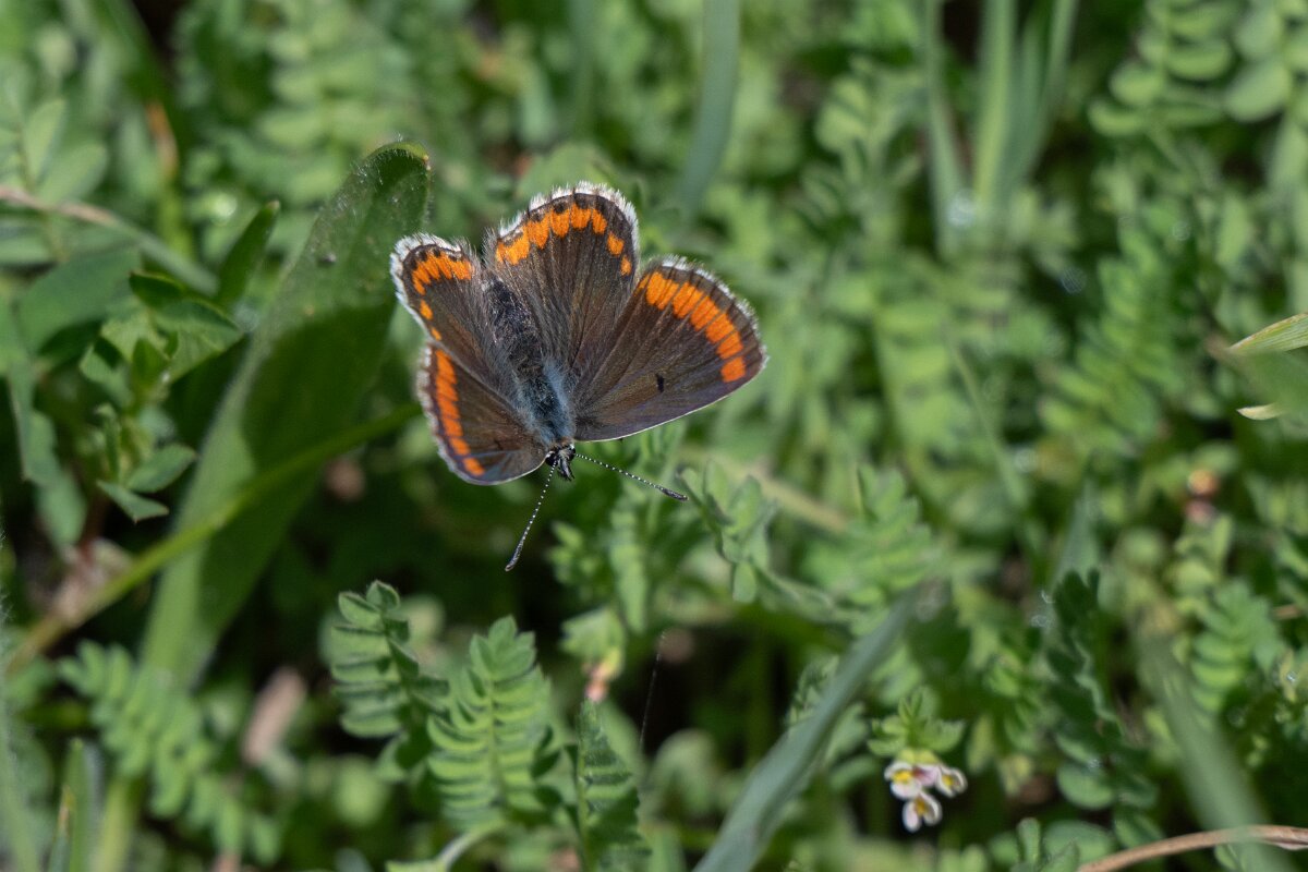 DPPhotography - Extremadura - Southern brown argus - B.jpg - Southern brown argus, Aricia cramera - Rio Tormes, Castilla y León