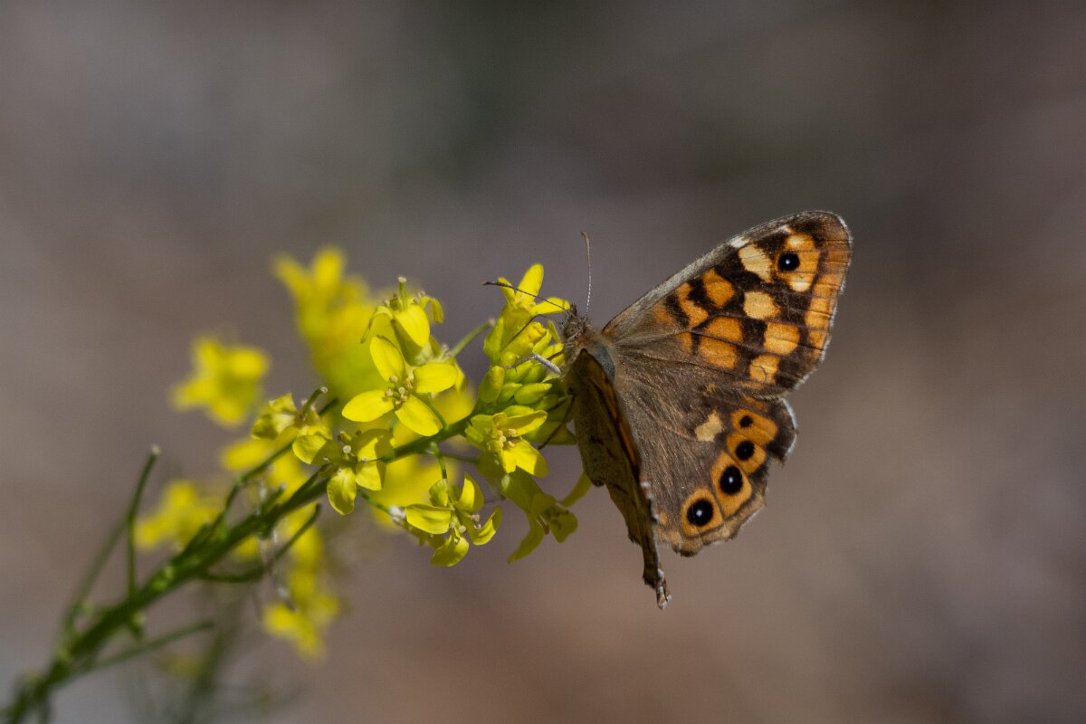 DPPhotography - Extremadura - Speckled wood - A.jpg - Speckled wood, Pararge aegeria - Rio Tormes, Castilla y León