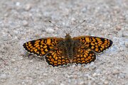 DPPhotography - Extremadura - Knapweed fritillary - C