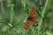 DPPhotography - Extremadura - Marsh fritillary - A