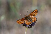 DPPhotography - Extremadura - Marsh fritillary - E